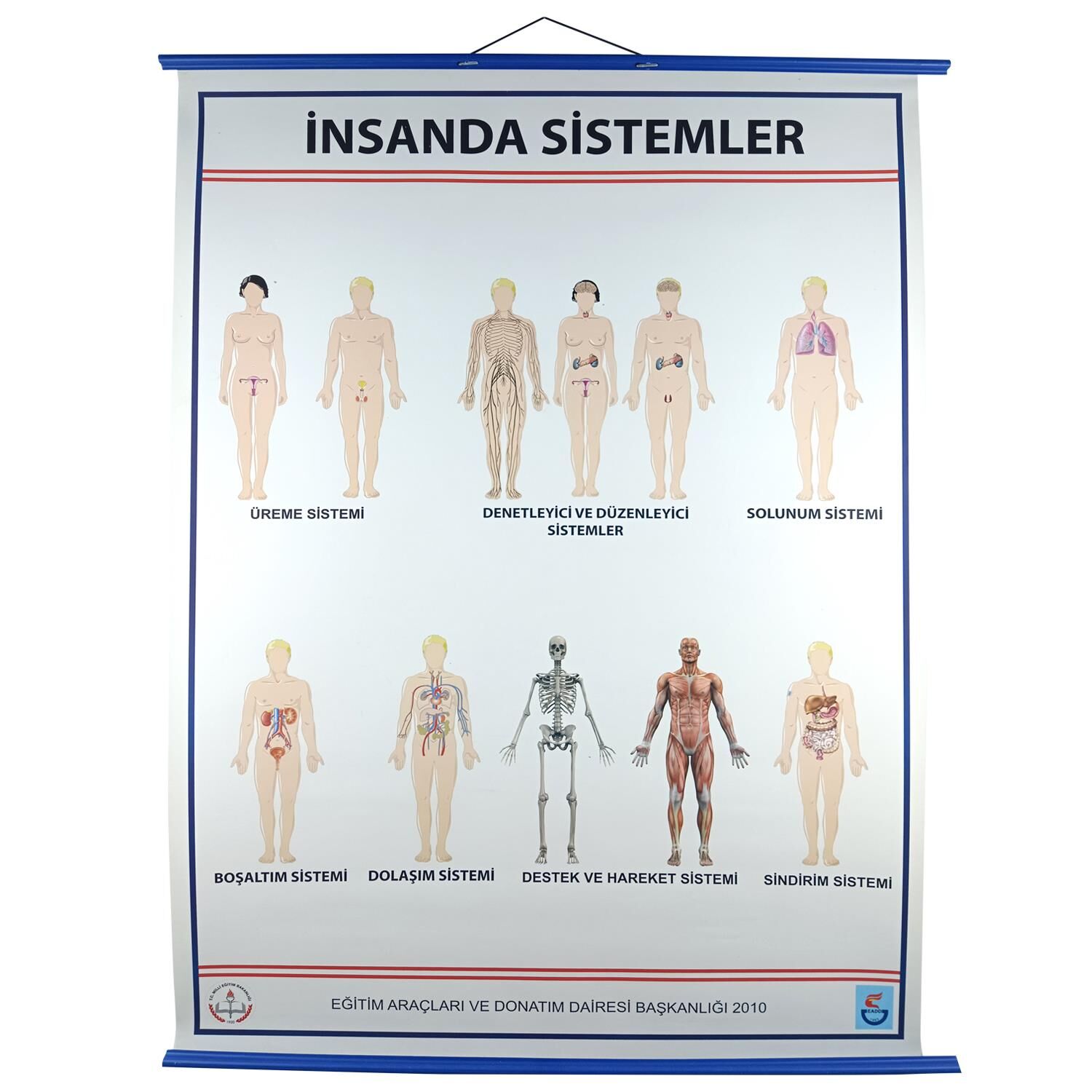İNSANDA SİSTEMLER LEVHASI (70X100)