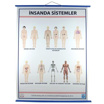 İNSANDA SİSTEMLER LEVHASI (70X100)