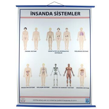 İNSANDA SİSTEMLER LEVHASI (70X100)
