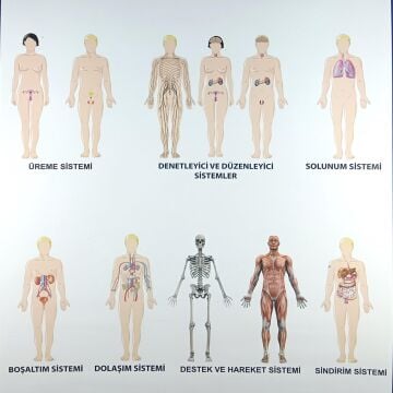 İNSANDA SİSTEMLER LEVHASI (70X100)