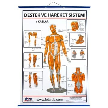 DESTEK VE HAREKET SİSTEMİNDE KASLAR LEVHASI