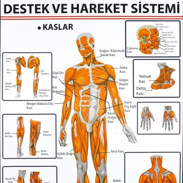 DESTEK VE HAREKET SİSTEMİNDE KASLAR LEVHASI