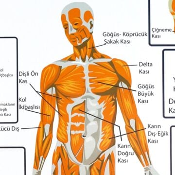 DESTEK VE HAREKET SİSTEMİNDE KASLAR LEVHASI