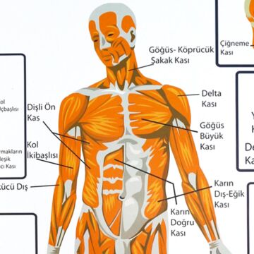 DESTEK VE HAREKET SİSTEMİNDE KASLAR LEVHASI