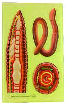 YER SOLUCANININ İÇ YAPISI