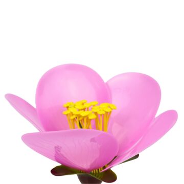 ŞEFTALİ ÇİÇEĞİ