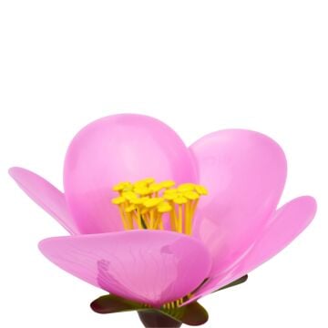 ŞEFTALİ ÇİÇEĞİ