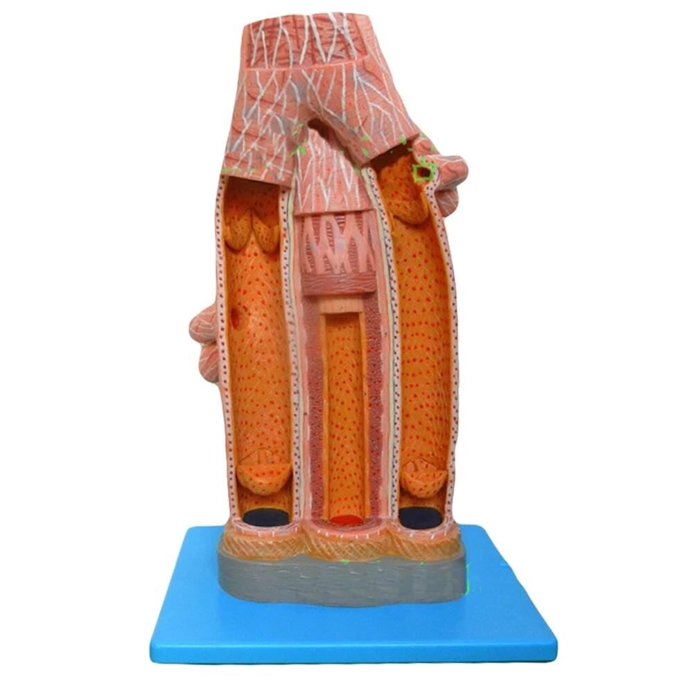 ARTER VE VEN MODELİ