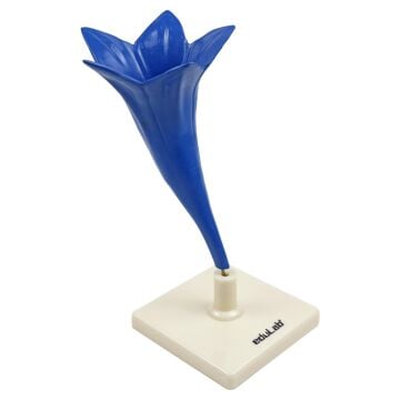 PEYGAMBER ÇİÇEĞİ