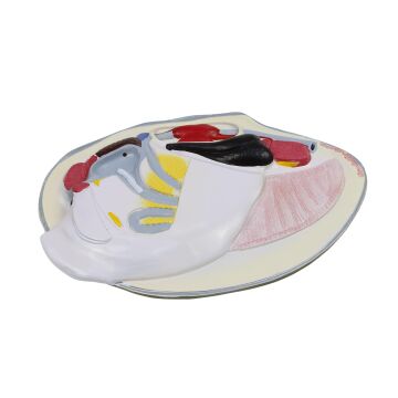 MİDYE MODELİ