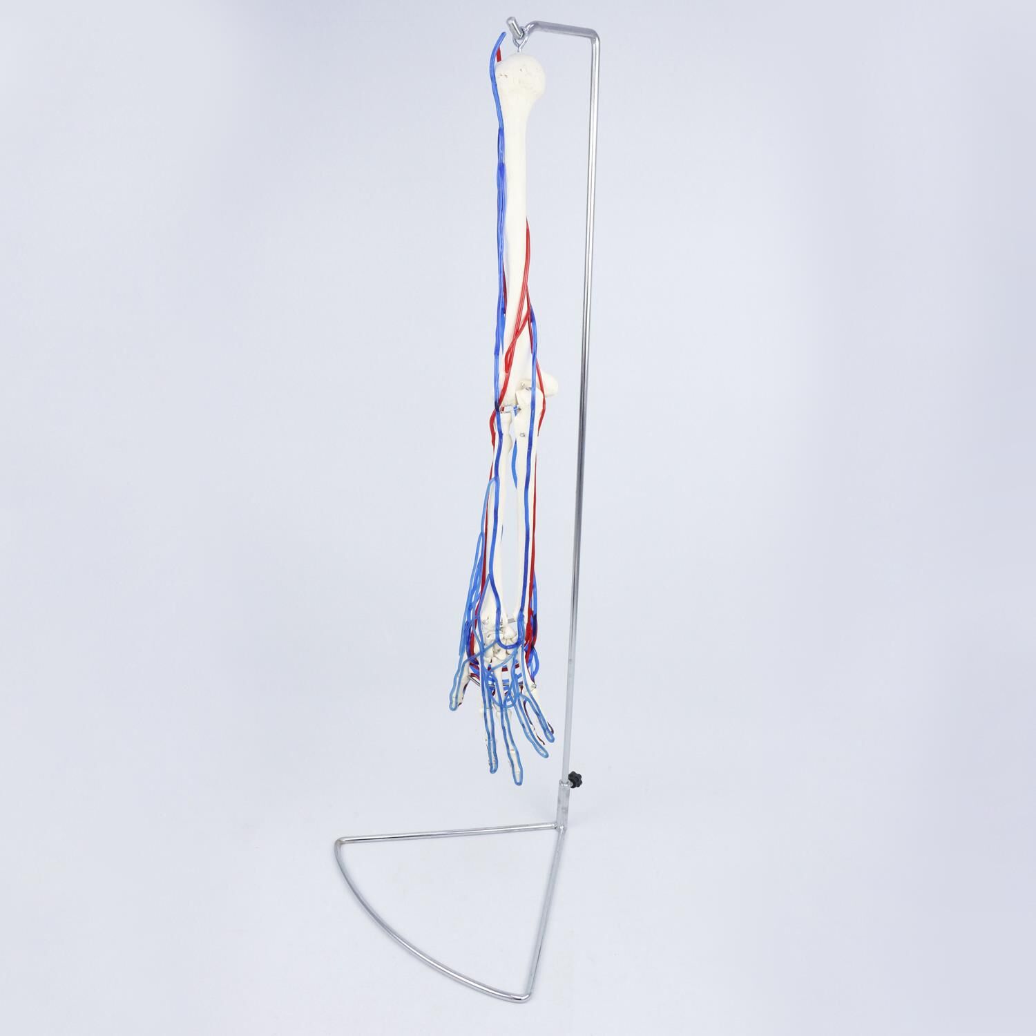 Kan Akışını Gösteren Yetişkin Kol İskeleti