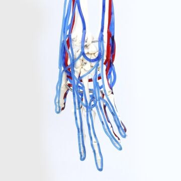 Kan Akışını Gösteren Yetişkin Kol İskeleti