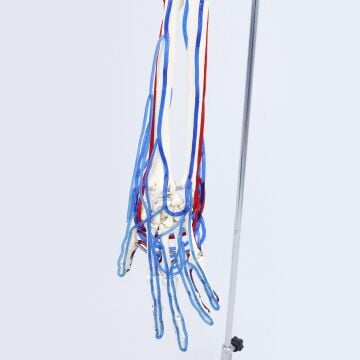 Kan Akışını Gösteren Yetişkin Kol İskeleti
