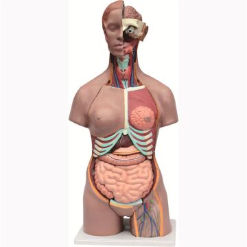 İnsan Vücudu Torso 19 Parça, 85cm