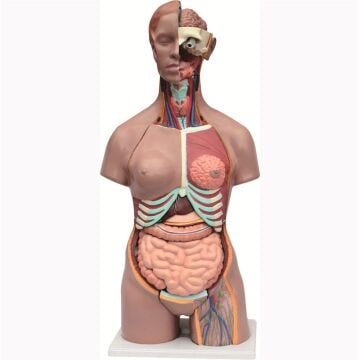İnsan Vücudu Torso 19 Parça, 85cm