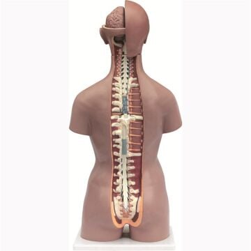 İnsan Vücudu Torso 19 Parça, 85cm