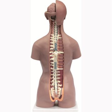 İnsan Vücudu Torso 19 Parça, 85cm