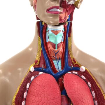İnsan Vücudu Torso 28 Parça, 85cm
