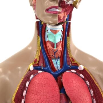 İnsan Vücudu Torso 28 Parça, 85cm