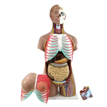 İnsan Vücudu Torso 52 Parça, 85cm