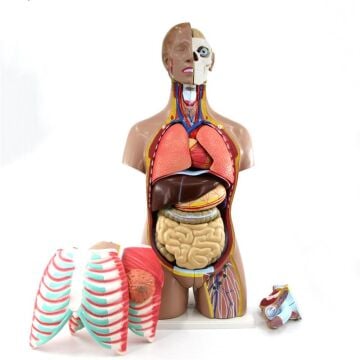 İnsan Vücudu Torso 52 Parça, 85cm