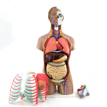 İnsan Vücudu Torso 52 Parça, 85cm