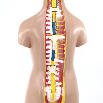 İnsan Vücudu Torso 52 Parça, 85cm