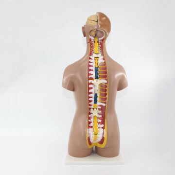 İnsan Vücudu Torso 52 Parça, 85cm