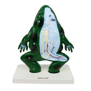 KURBAĞA KESİTİ  MODELİ