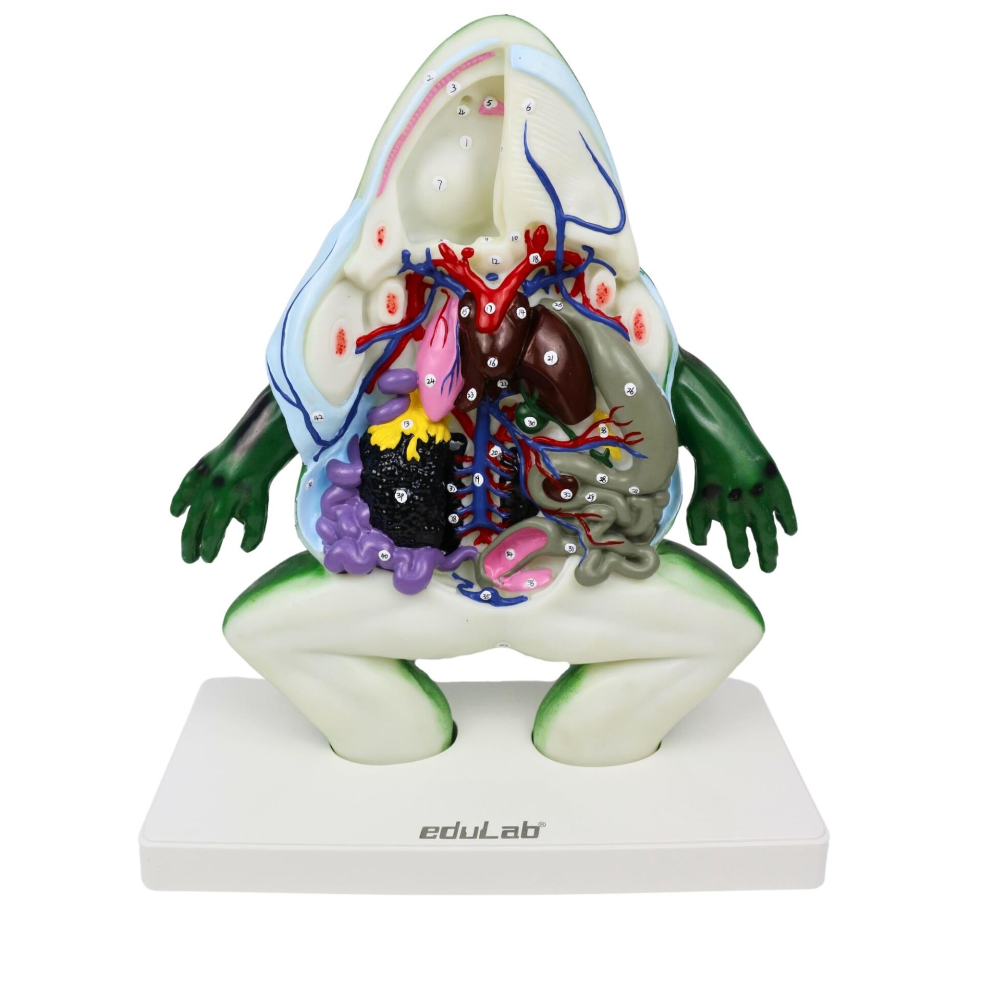 KURBAĞA KESİTİ  MODELİ