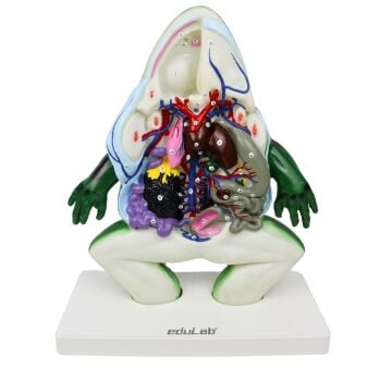 KURBAĞA KESİTİ  MODELİ