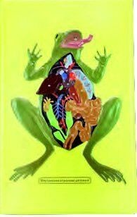 KURBAĞANIN İÇ YAPISI MODELİ