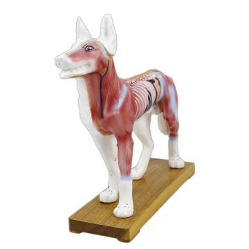 KÖPEK MODELİ EDULAB