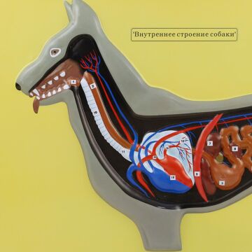 KÖPEĞİN İÇ YAPISI MODELİ