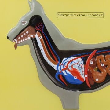 KÖPEĞİN İÇ YAPISI MODELİ