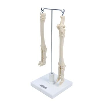 KOYUNLARIN AYAK MODELİ