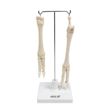 KOYUNLARIN AYAK MODELİ