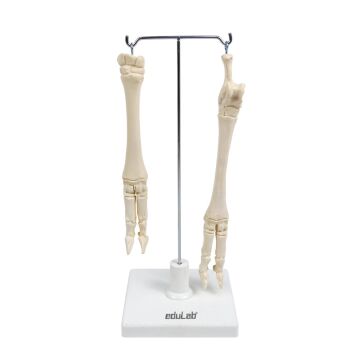 KOYUNLARIN AYAK MODELİ