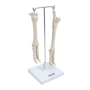 KOYUNLARIN AYAK MODELİ