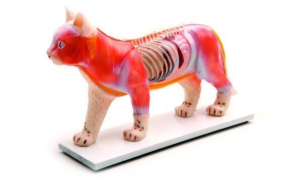 KEDİ MODELİ EDULAB