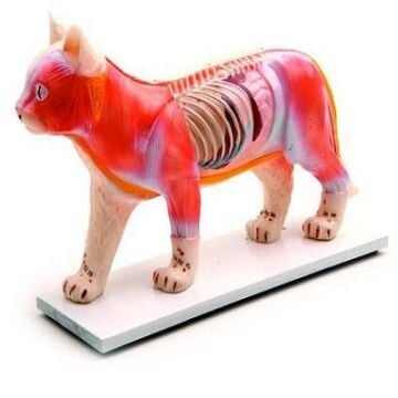 KEDİ MODELİ EDULAB