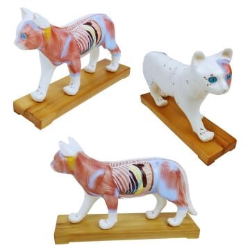 KEDİ MODELİ EDULAB