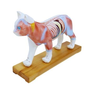 KEDİ MODELİ EDULAB