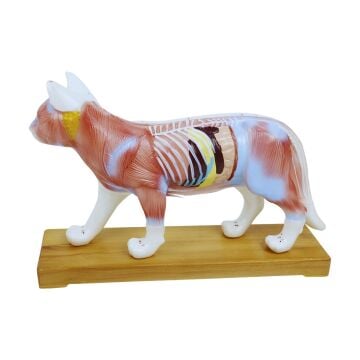 KEDİ MODELİ EDULAB