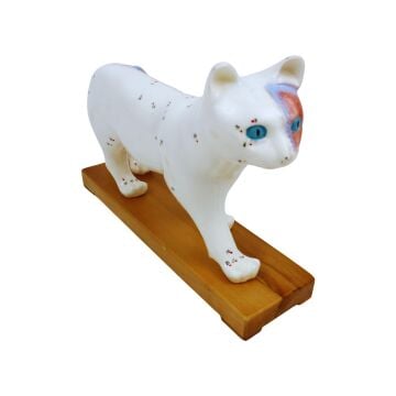 KEDİ MODELİ EDULAB