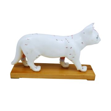 KEDİ MODELİ EDULAB