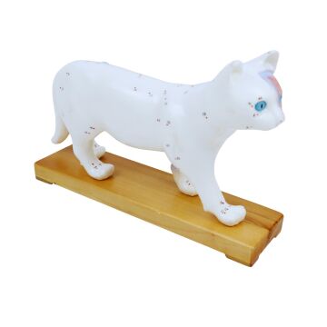 KEDİ MODELİ EDULAB