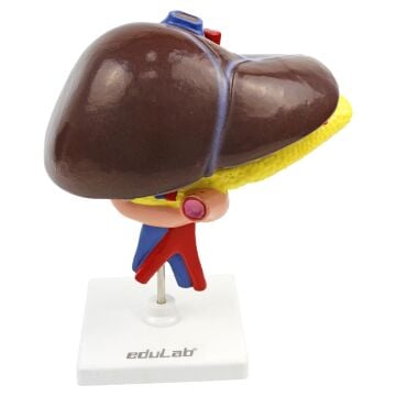 Karaciğer, Pankreas ve Onikiparmak bağırsağı Modeli