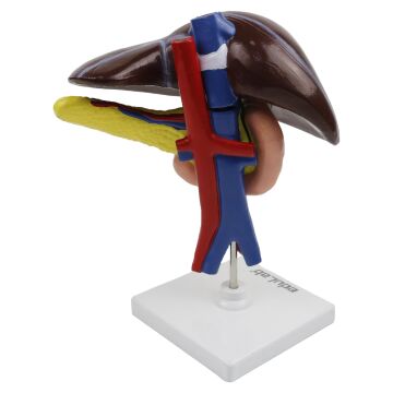 Karaciğer, Pankreas ve Onikiparmak bağırsağı Modeli