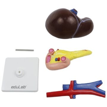Karaciğer, Pankreas ve Onikiparmak bağırsağı Modeli